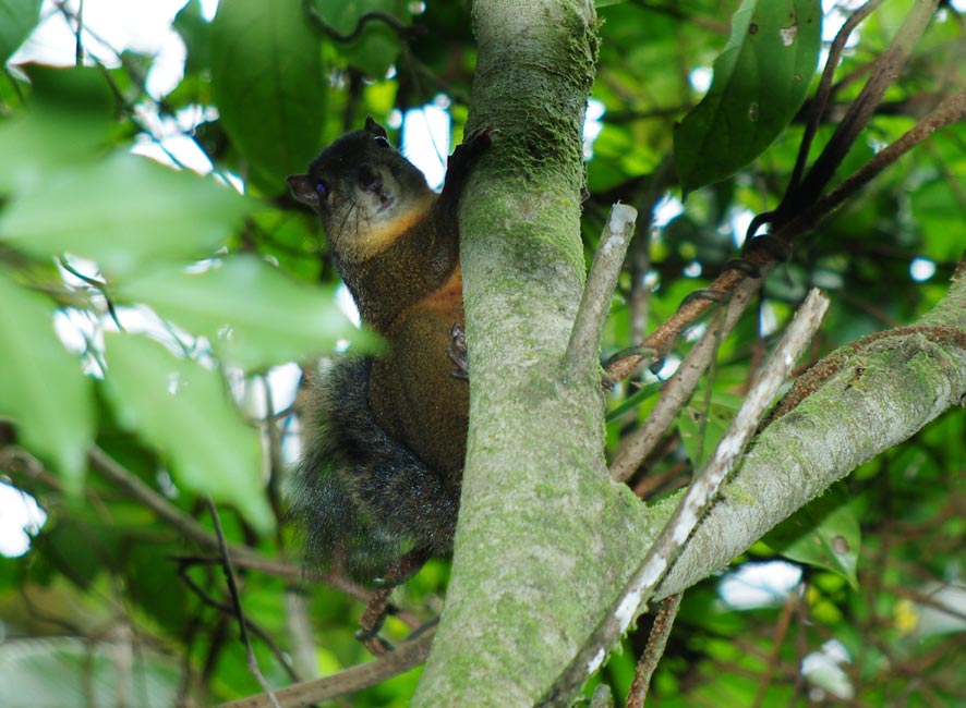 squirrels Costa Rica